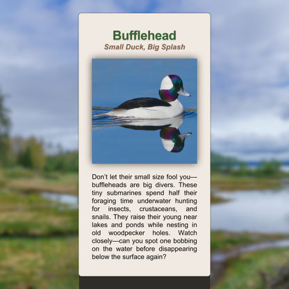 Bufflehead