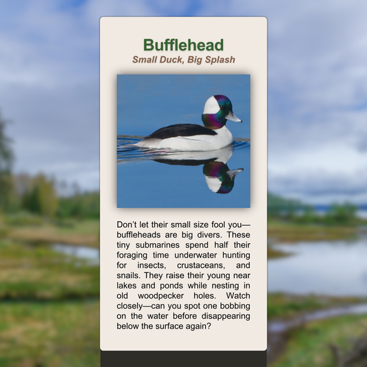 Bufflehead