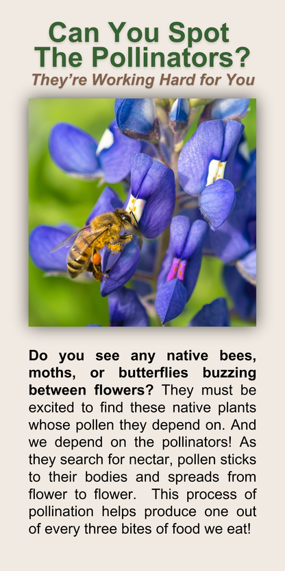 Can You Spot The Pollinators?