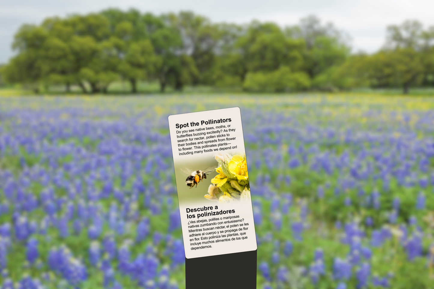 Can You Spot The Pollinators?