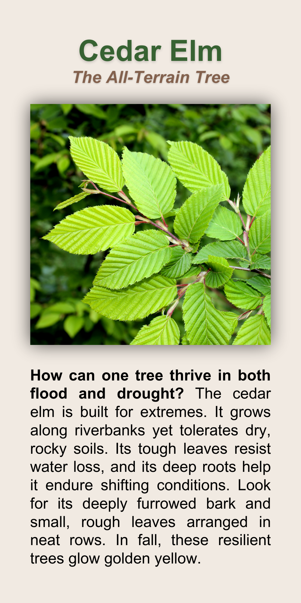 Cedar Elm