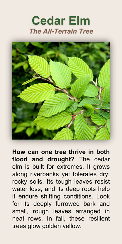 Cedar Elm