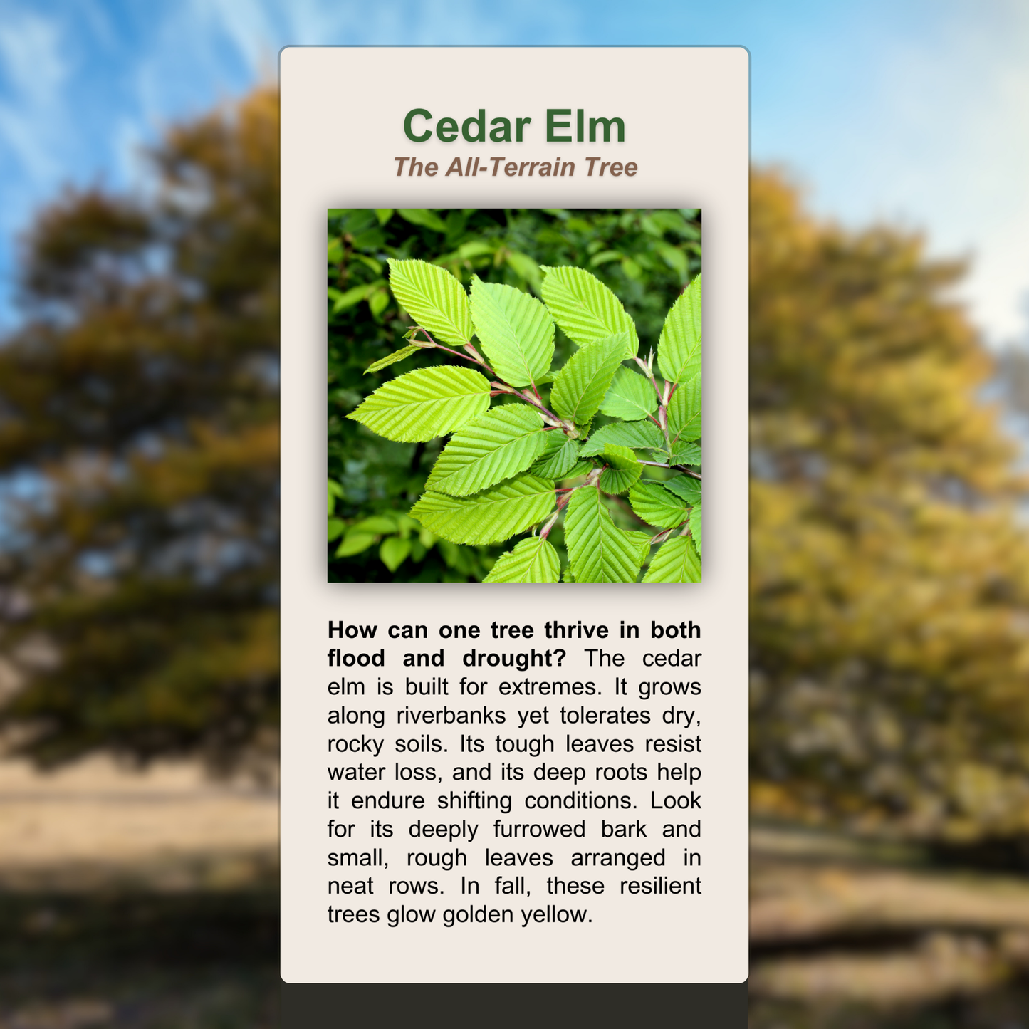 Cedar Elm