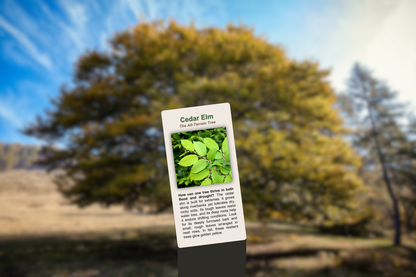 Cedar Elm