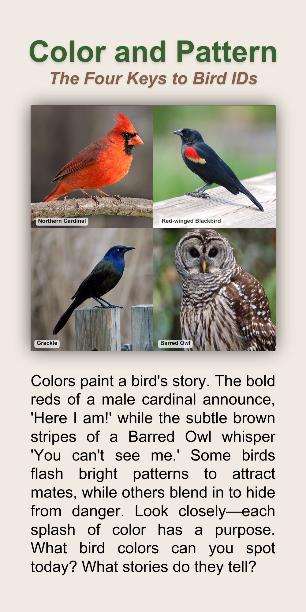 A trailside interpretive sign with the title "Color and Pattern, The Four Keys to Bird IDs" above an image of four birds with varying colors and patterns followed by a paragraph of interpretive text.