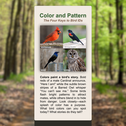Color and Pattern