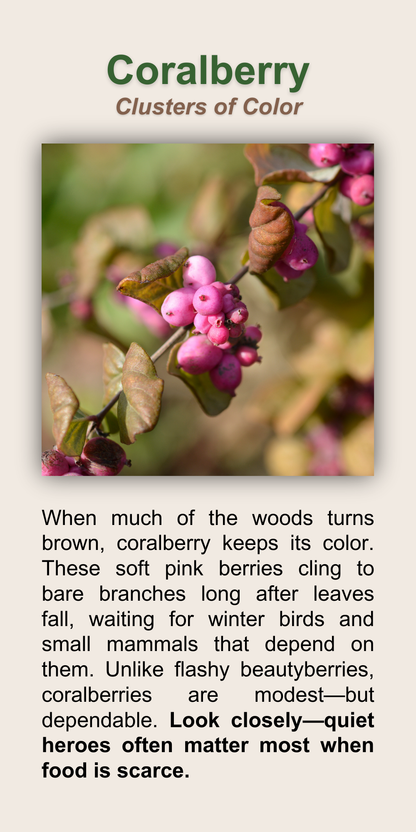 Coralberry