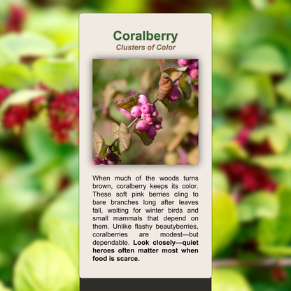 Coralberry