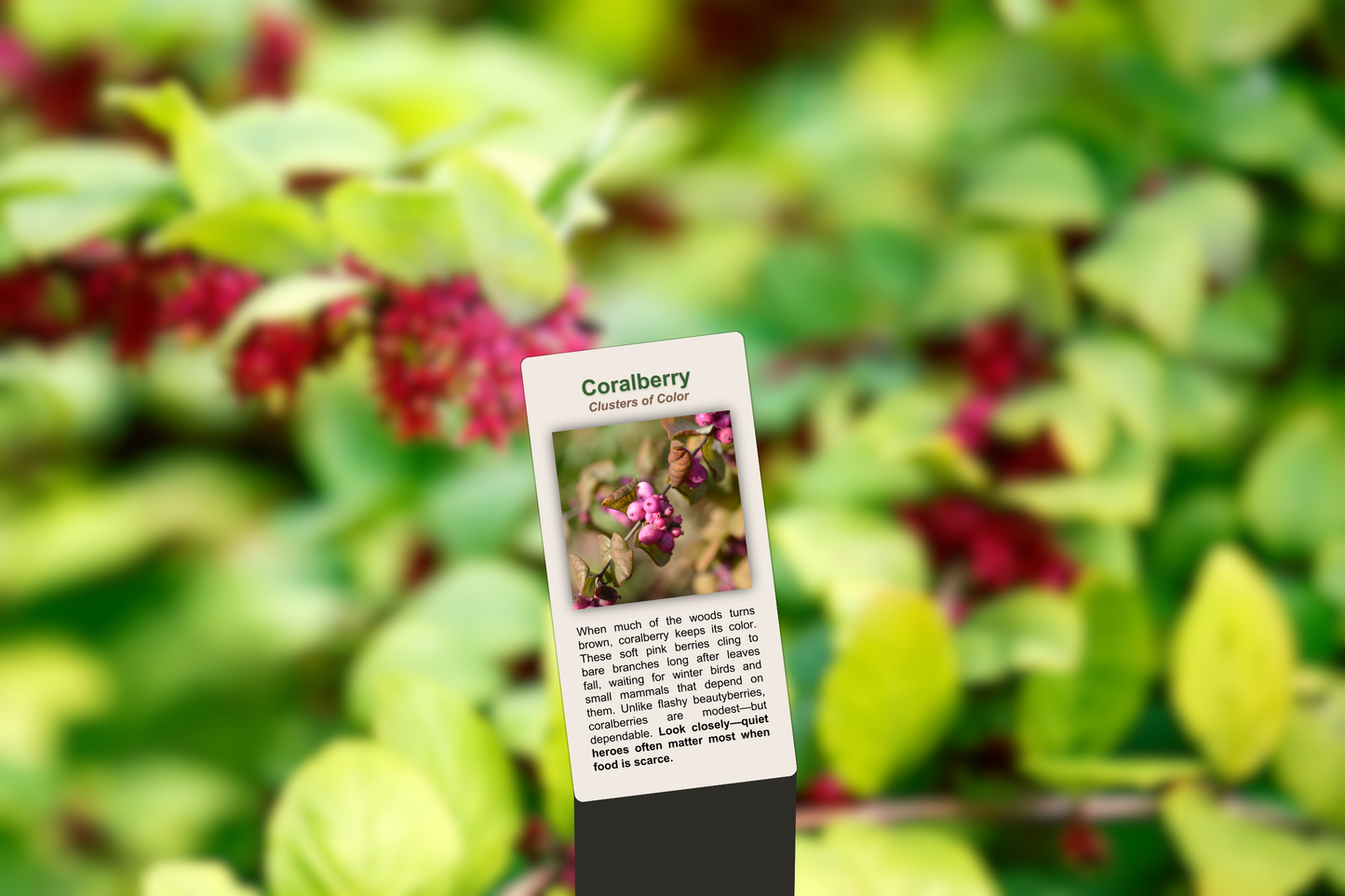 Coralberry