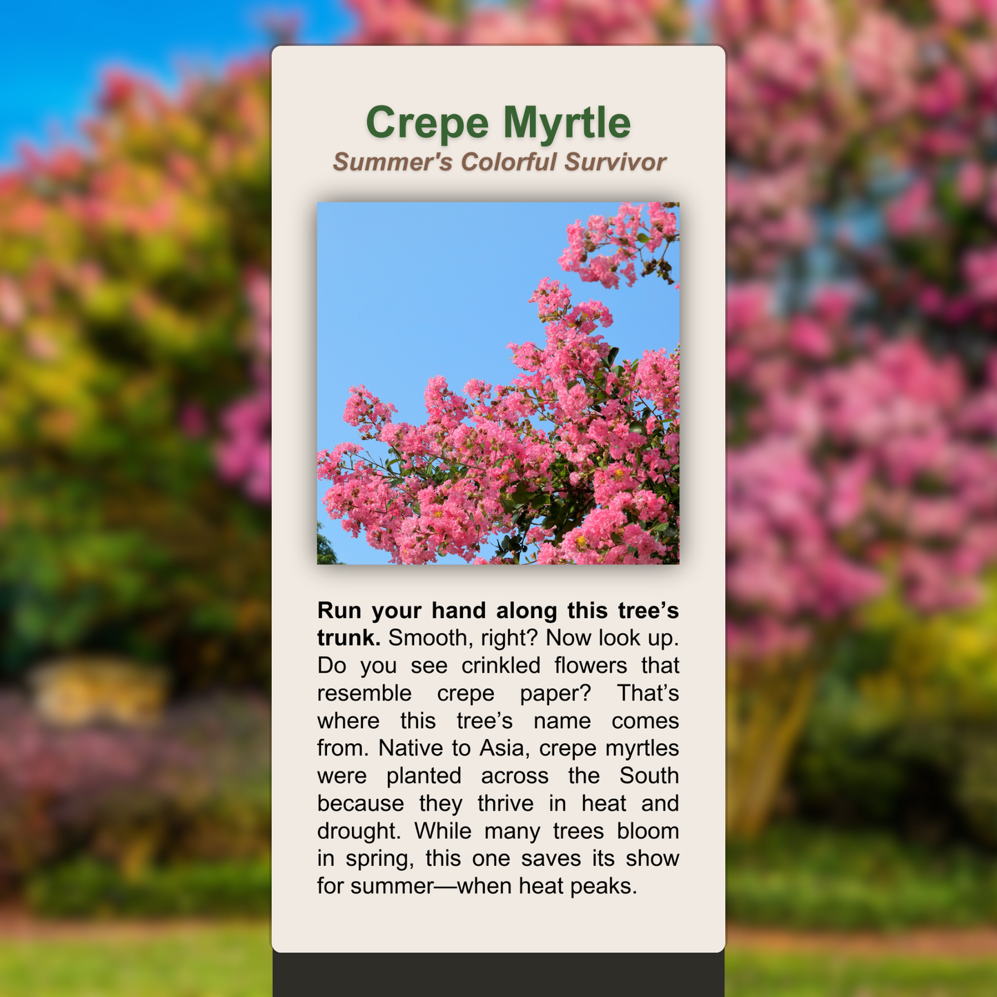 Crepe Myrtle