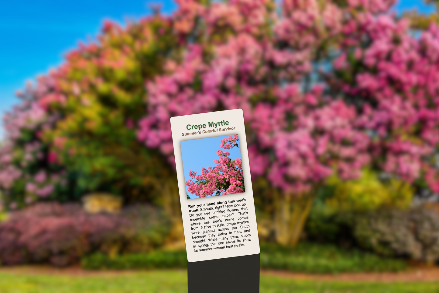 Crepe Myrtle