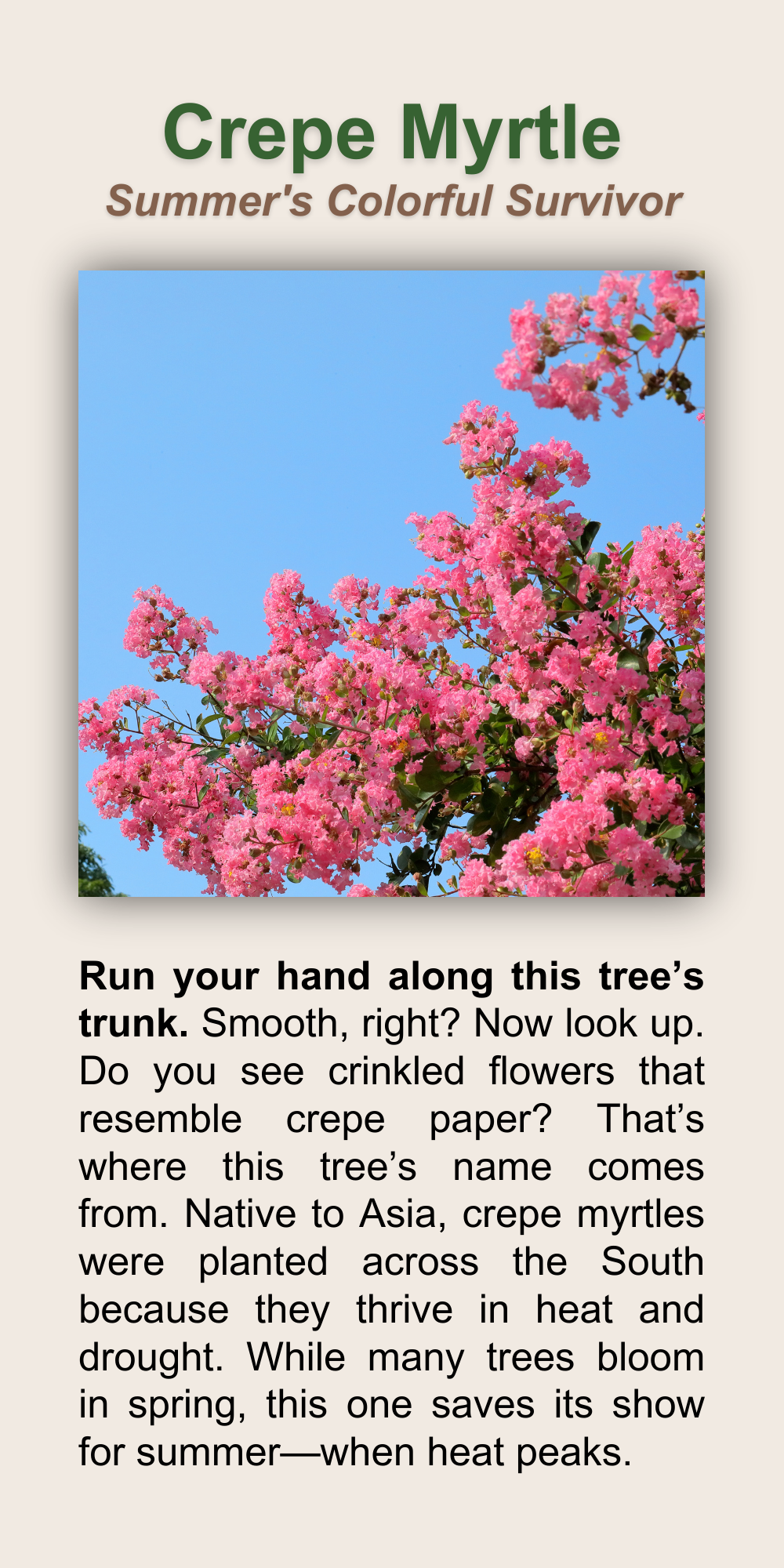 Crepe Myrtle