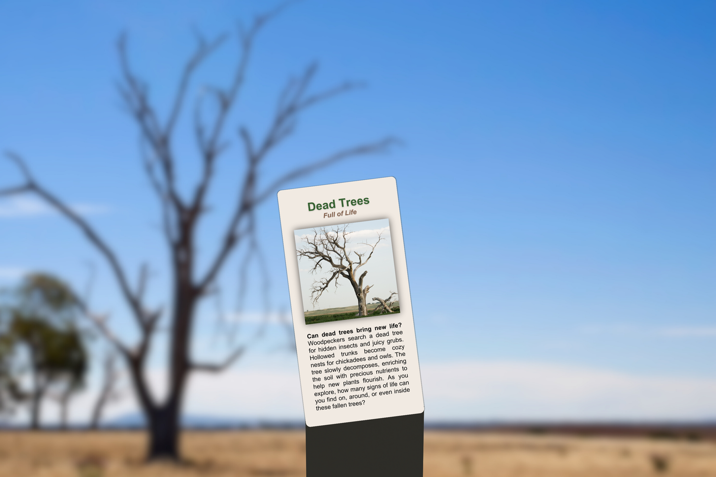 Dead Trees