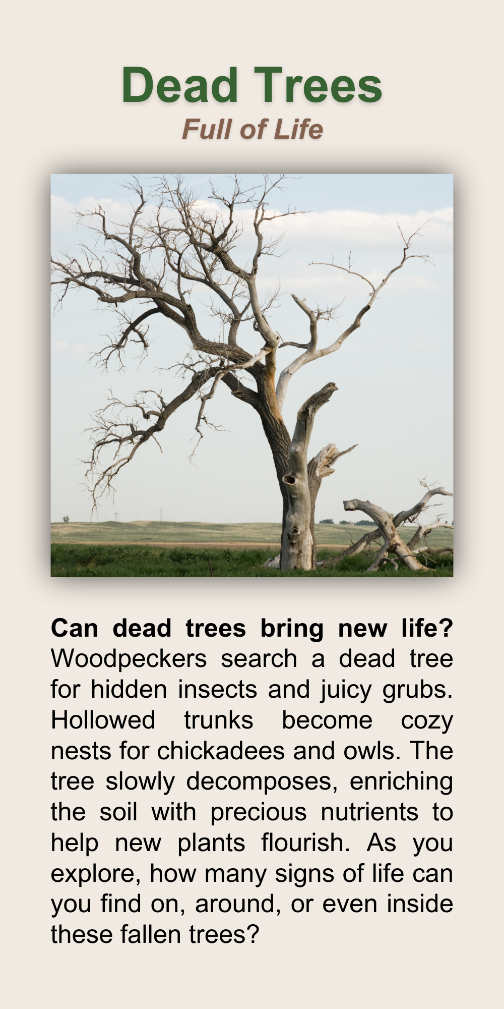 Dead Trees