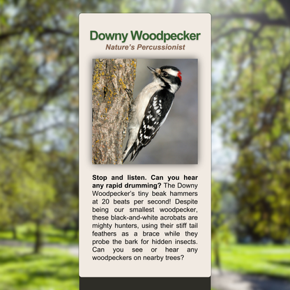 Downy Woodpecker