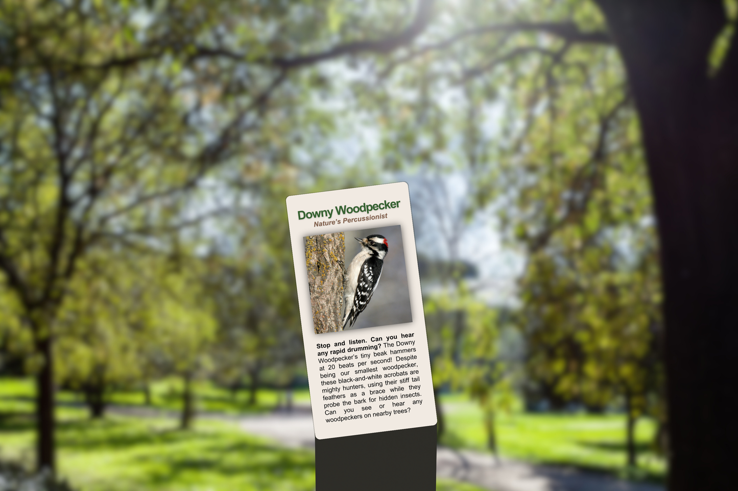 Downy Woodpecker