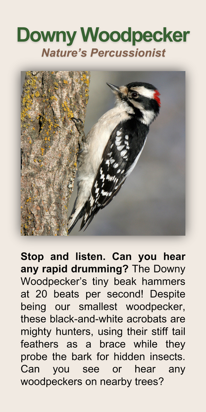 Downy Woodpecker
