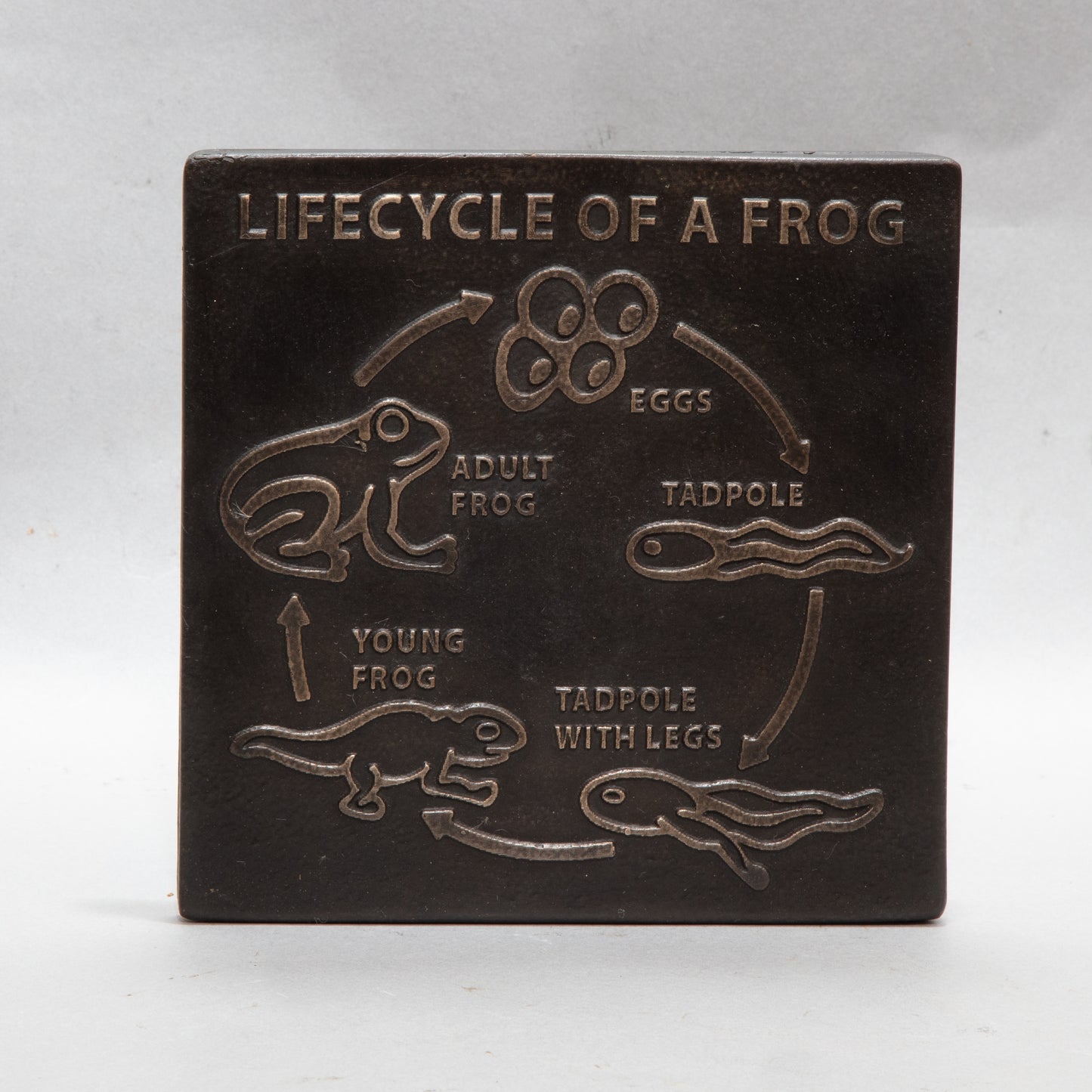 Frog Life Cycle