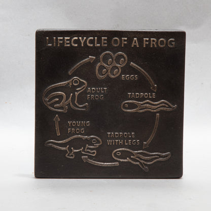 Frog Life Cycle