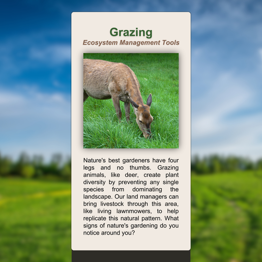 Grazing