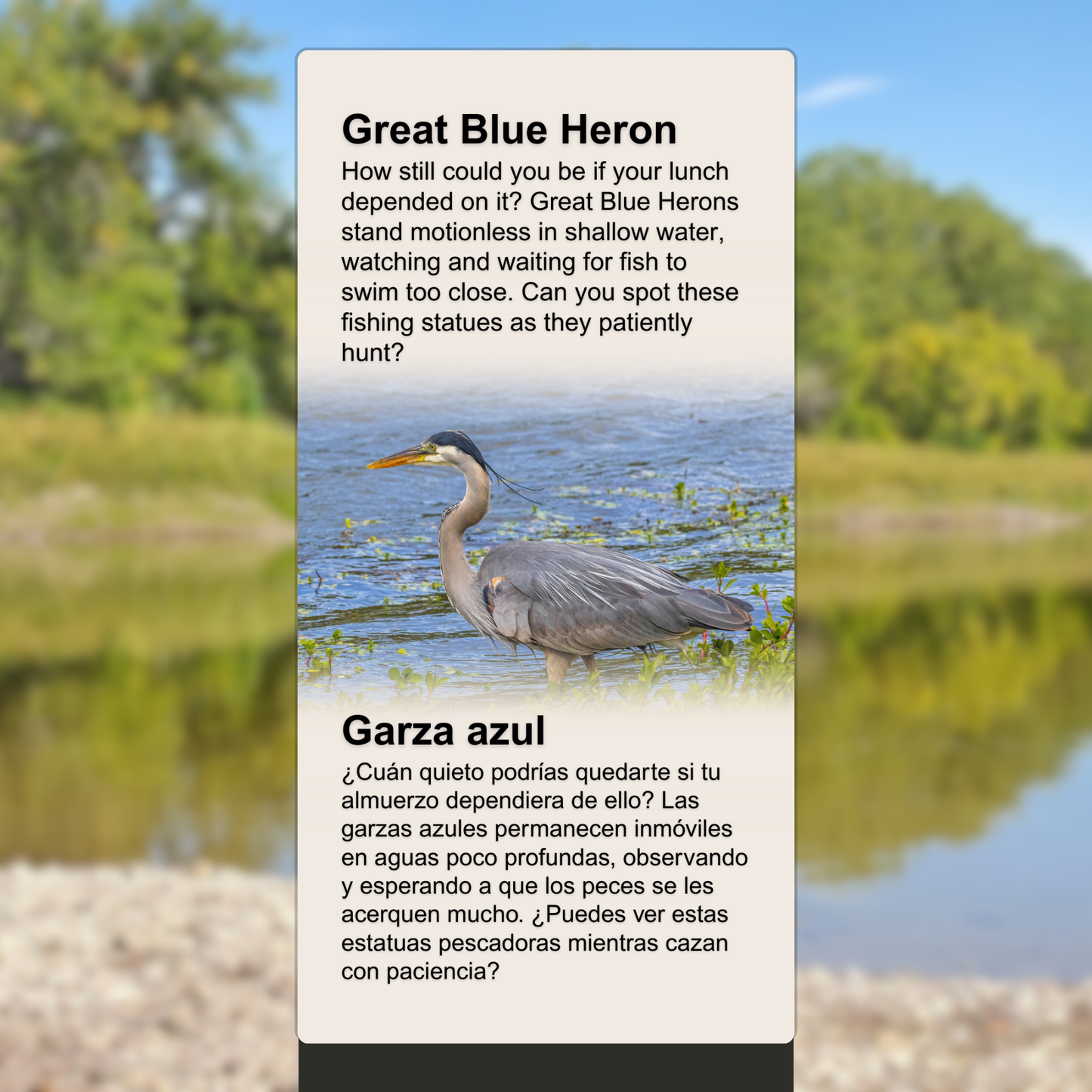 Great Blue Heron