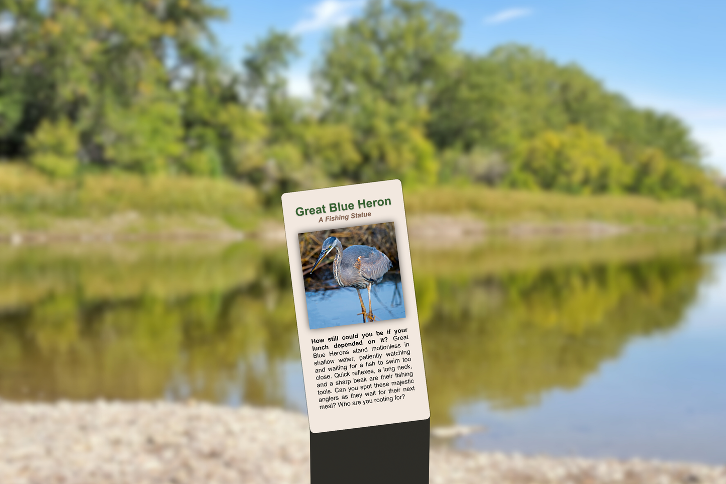 Great Blue Heron