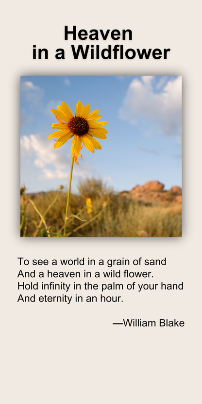 Heaven in a Wildflower