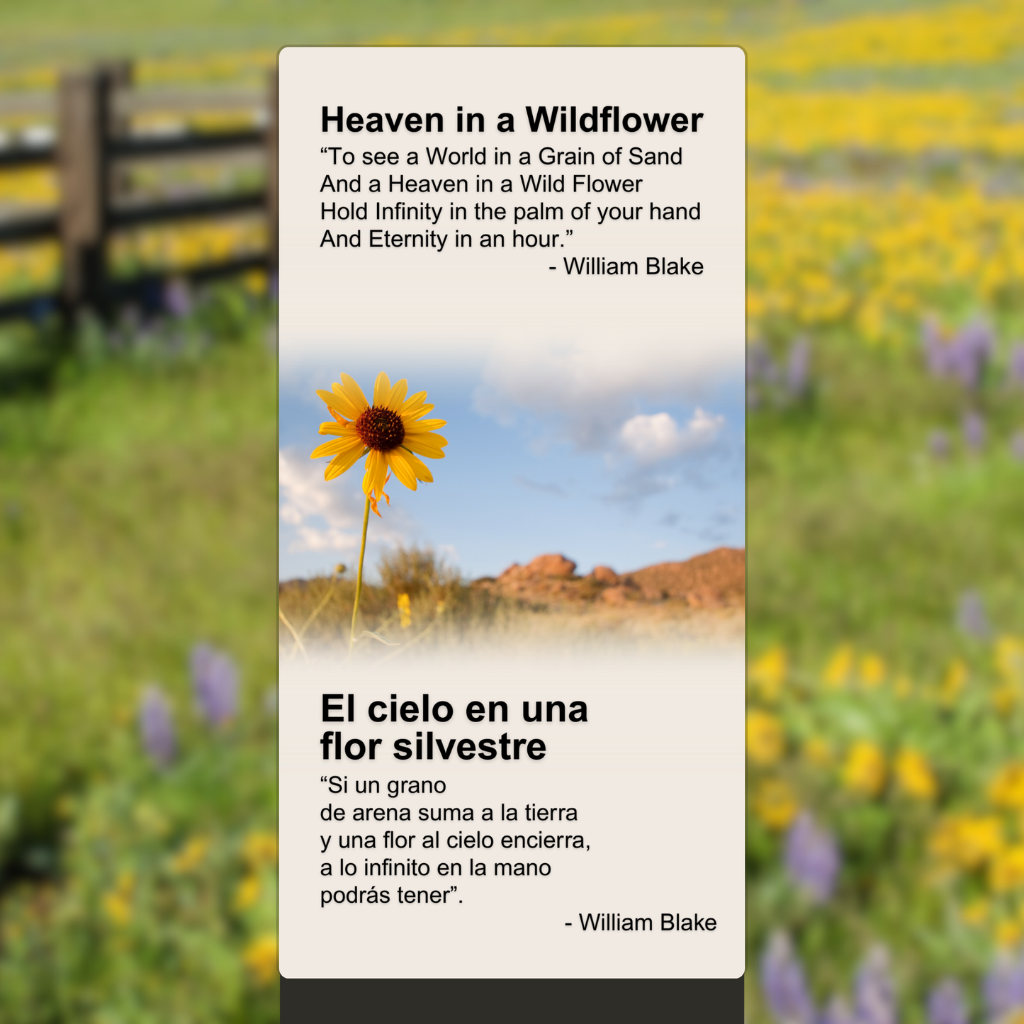 Heaven in a Wildflower