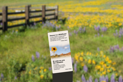 Heaven in a Wildflower