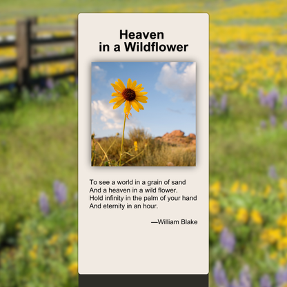 Heaven in a Wildflower