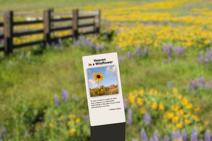 Heaven in a Wildflower