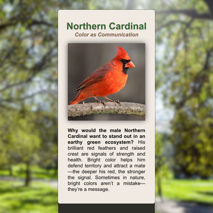 Northern Cardinal