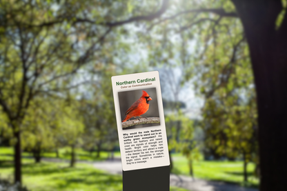 Northern Cardinal