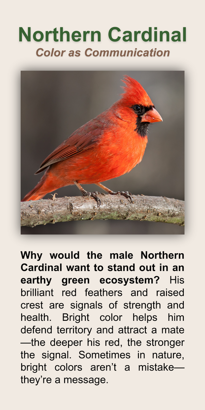 Northern Cardinal