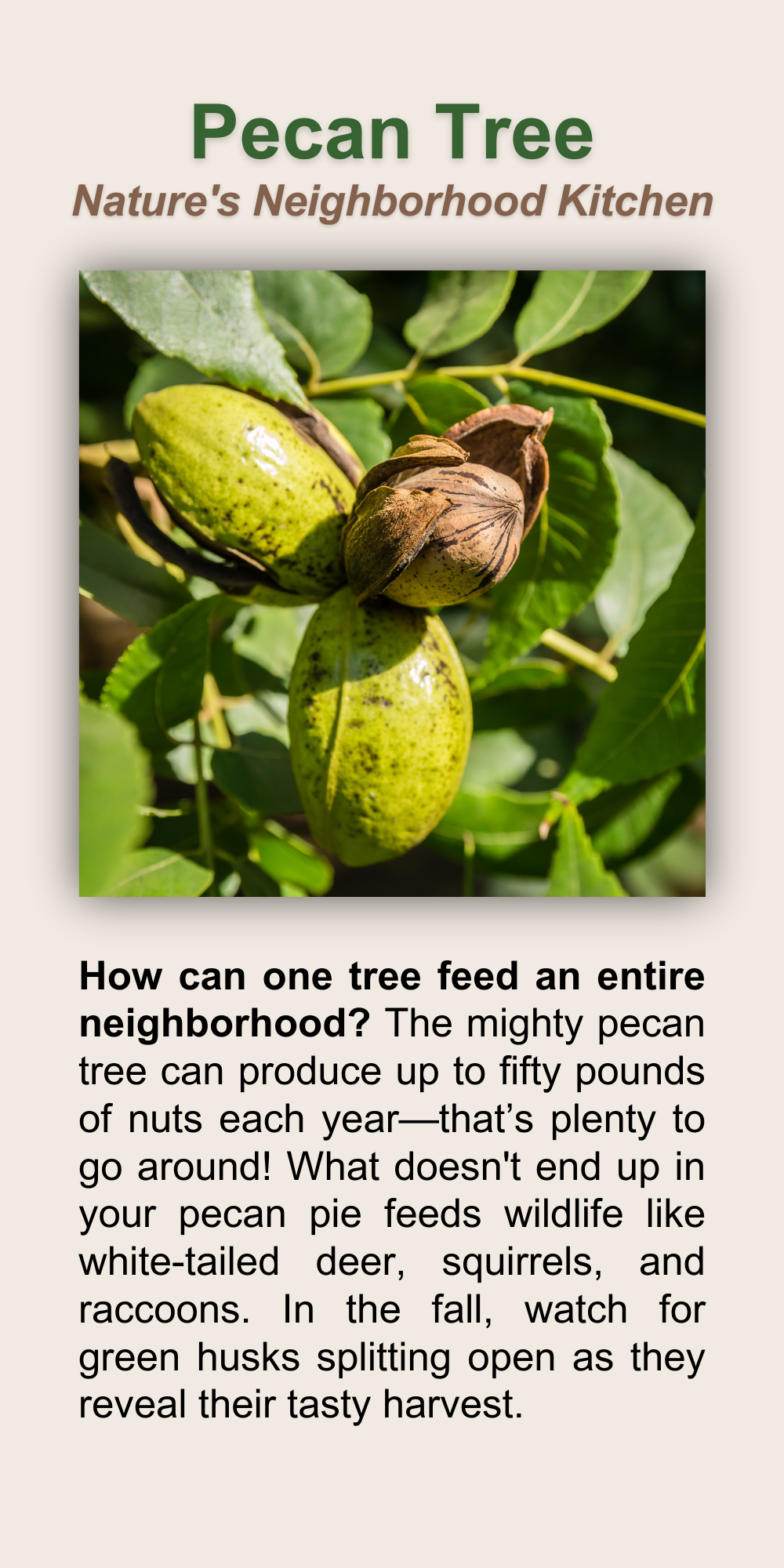 Pecan Tree