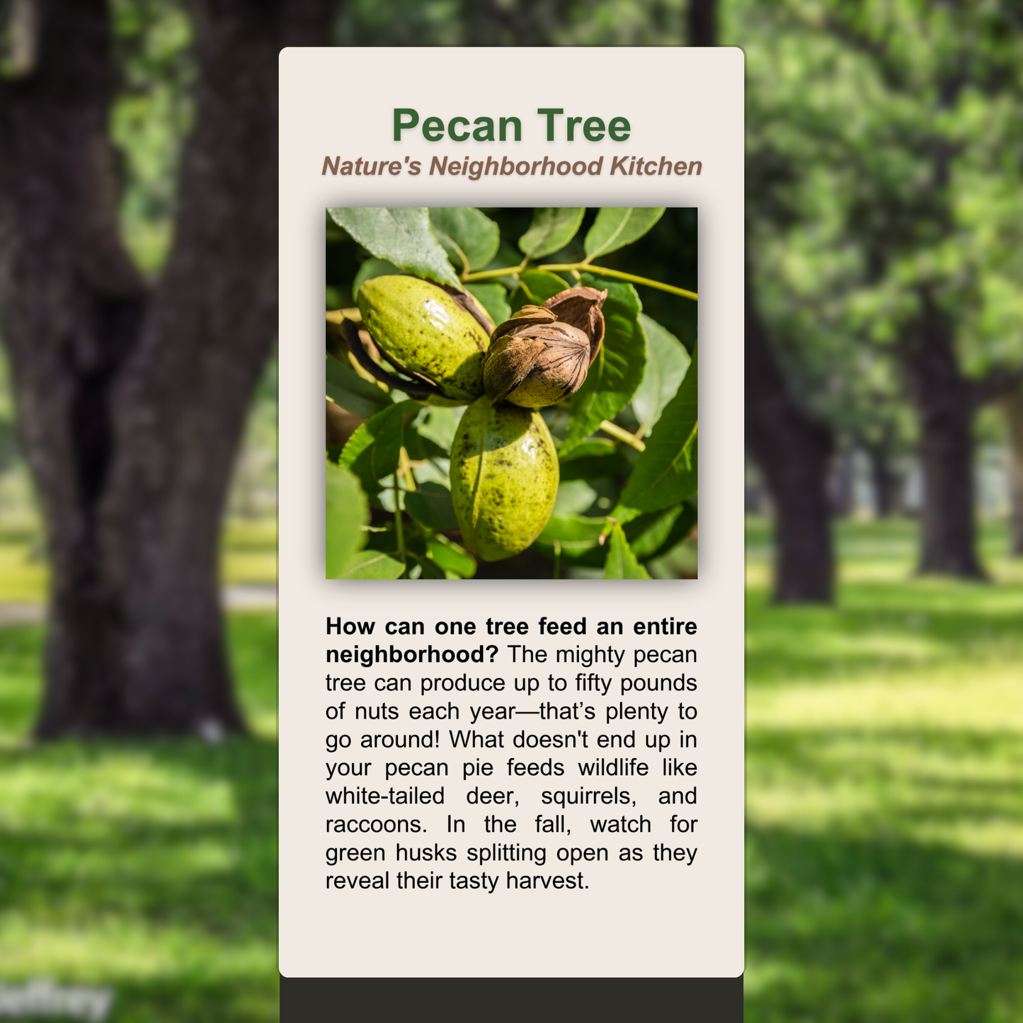 Pecan Tree