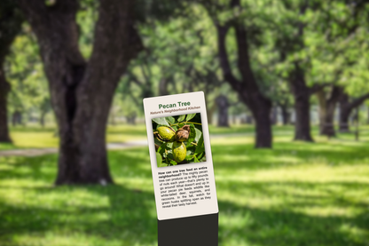 Pecan Tree