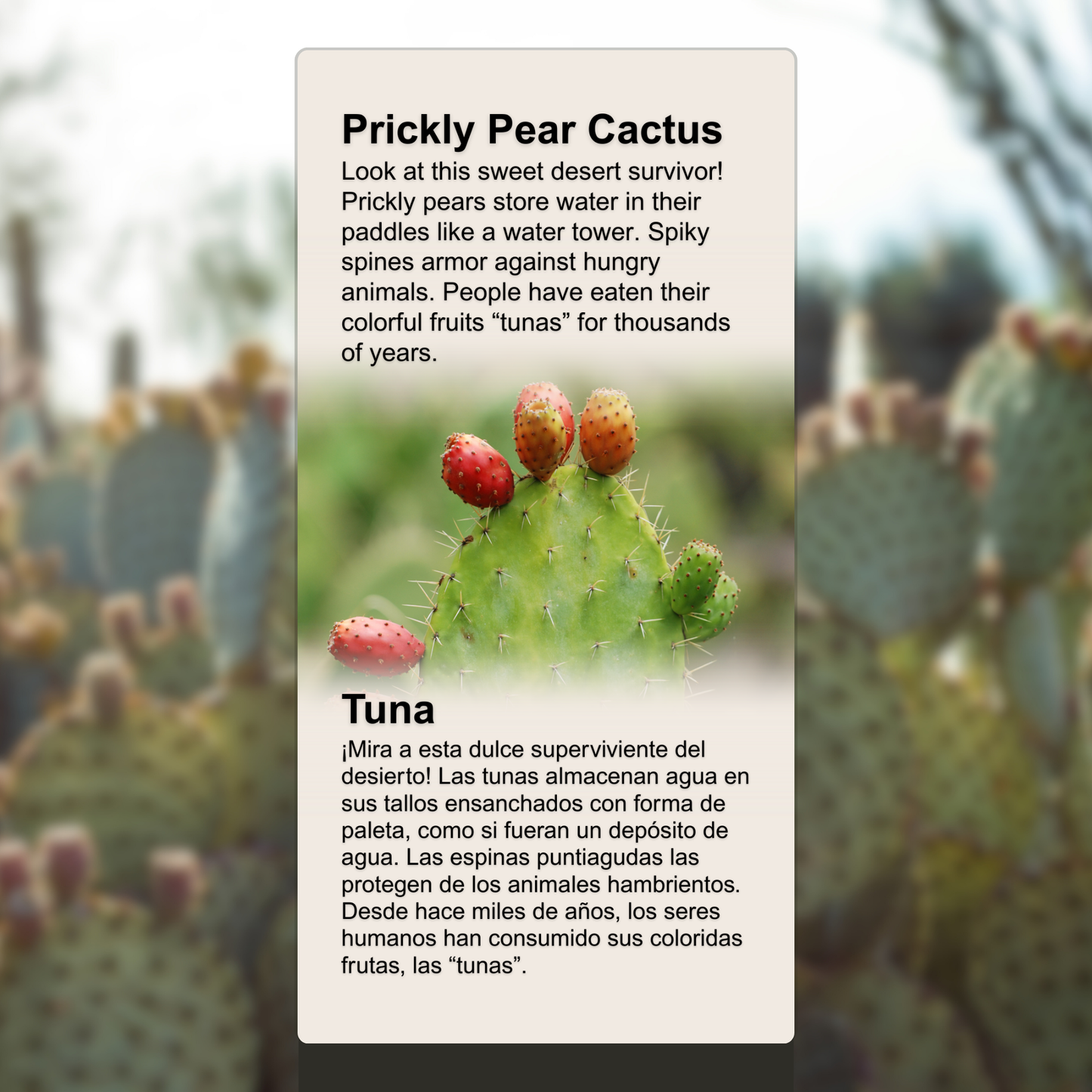 Prickly Pear Cactus