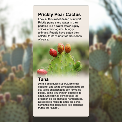 Prickly Pear Cactus