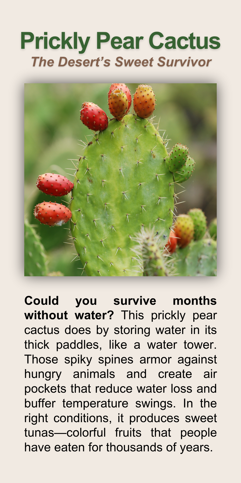 Prickly Pear Cactus