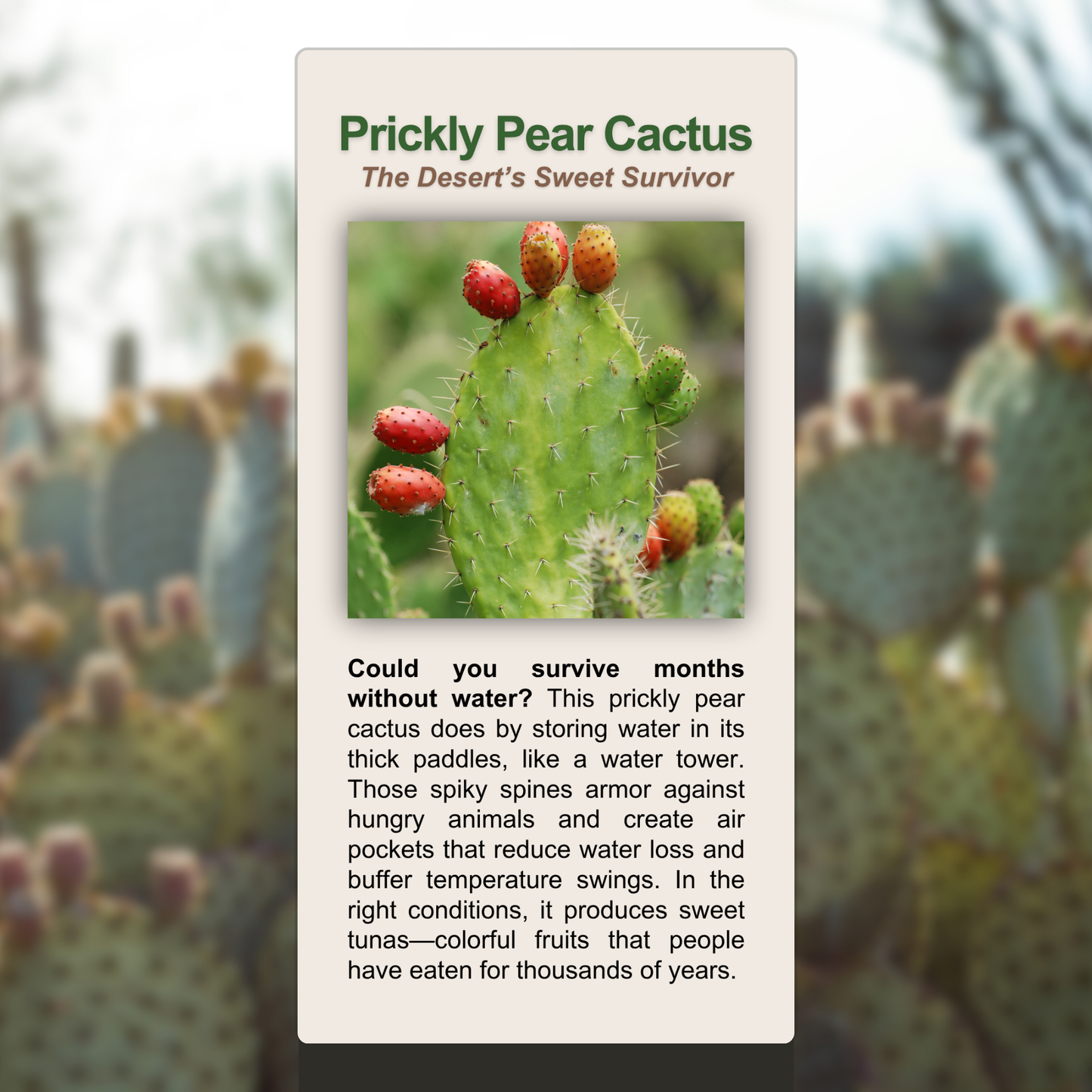 Prickly Pear Cactus