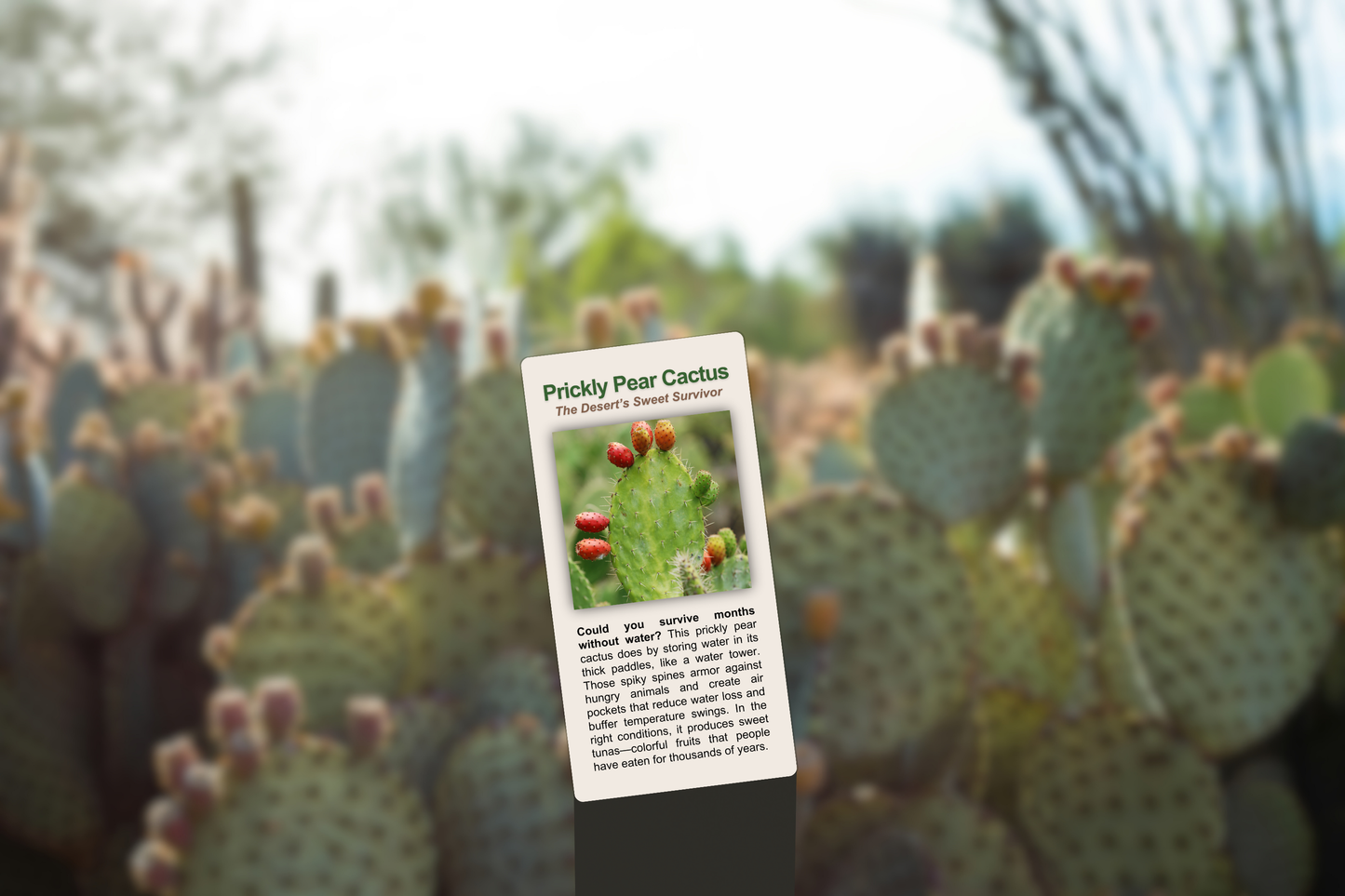 Prickly Pear Cactus