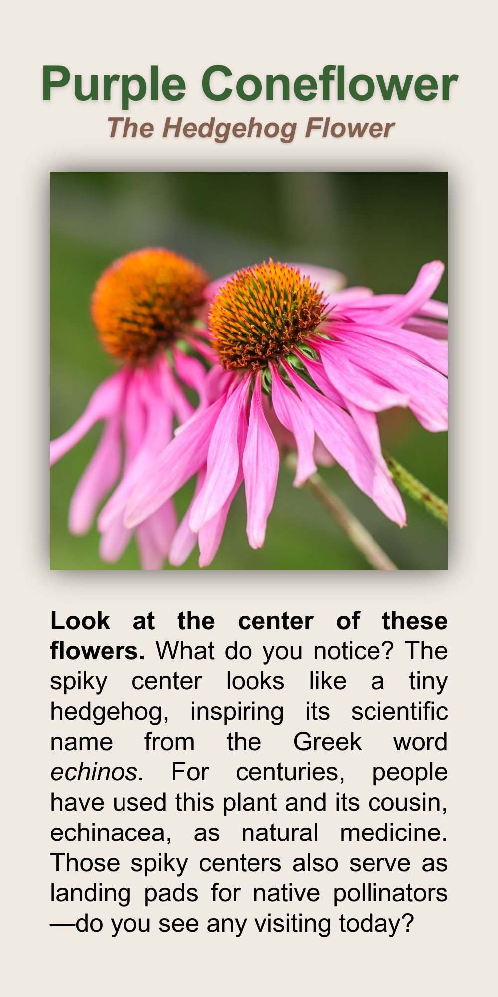 Purple Coneflower