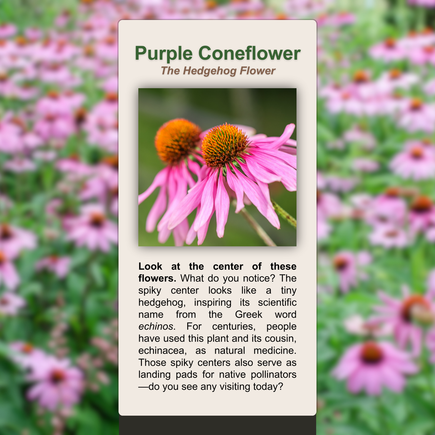 Purple Coneflower