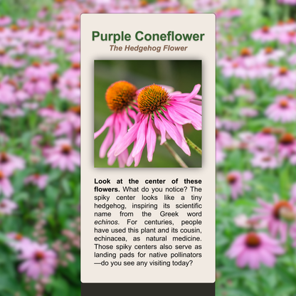 Purple Coneflower