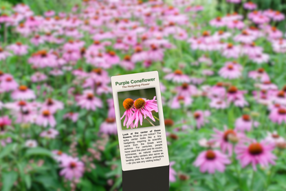 Purple Coneflower