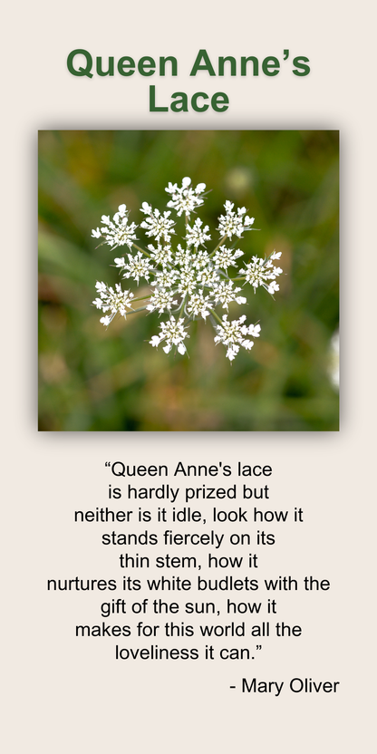 Queen Anne's Lace