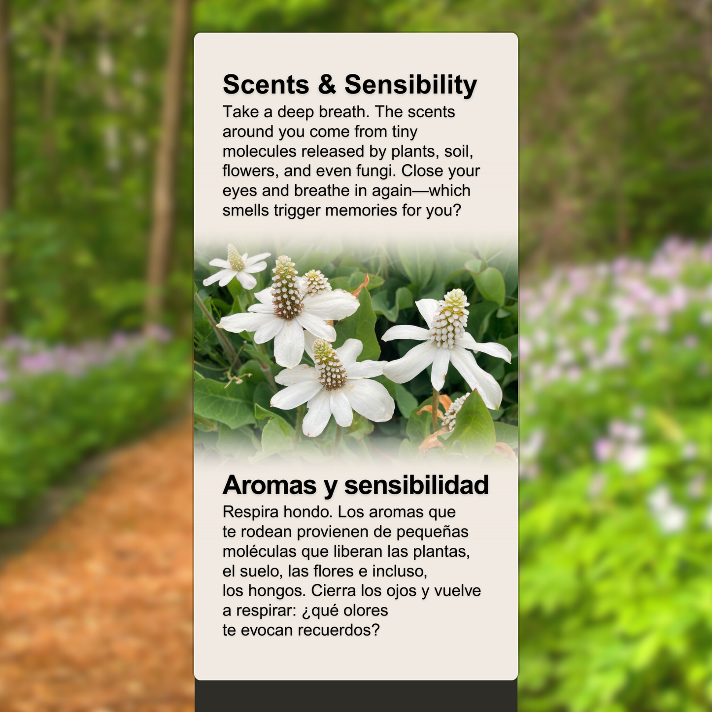 Scents & Sensibility