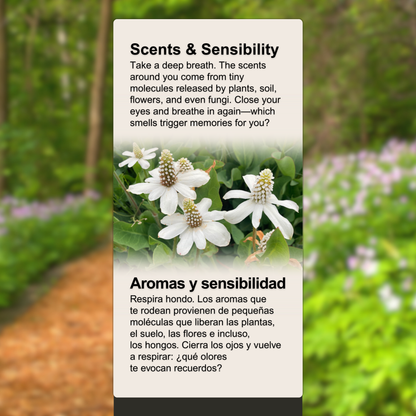 Scents & Sensibility