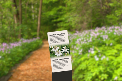 Scents & Sensibility